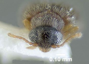 Media type: image;   Entomology 613349 Aspect: head frontal view